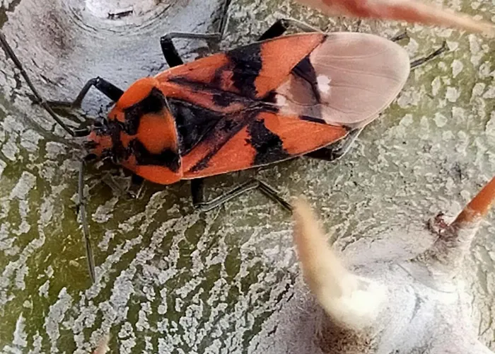 Bed & Breakfast Crociferi Catania